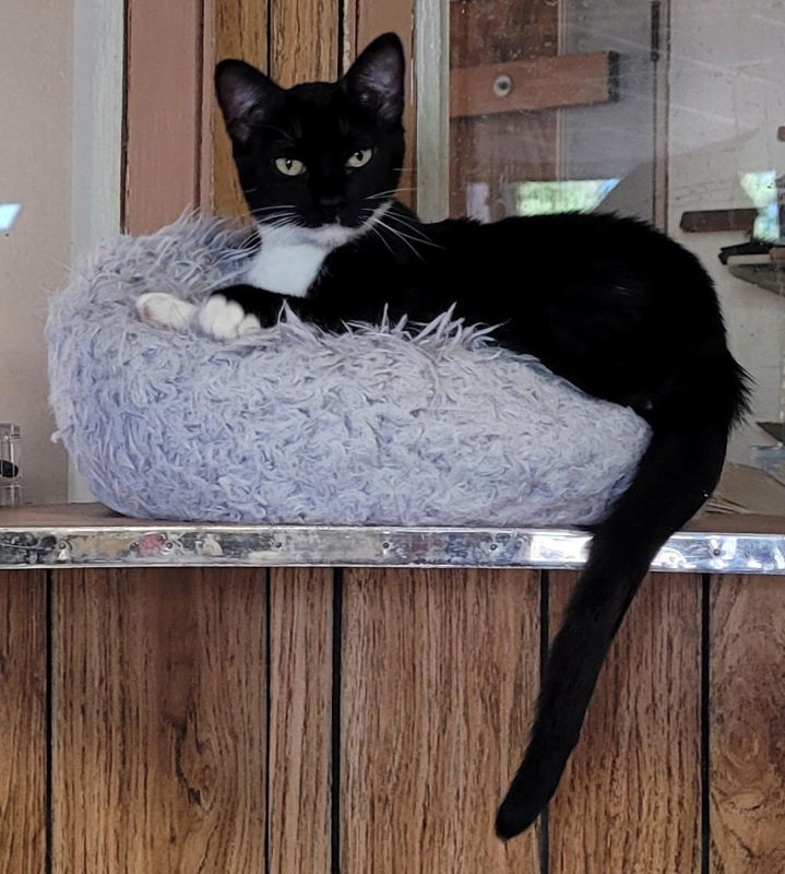 Harp, an adoptable Domestic Short Hair in Laramie, WY, 82073 | Photo Image 2
