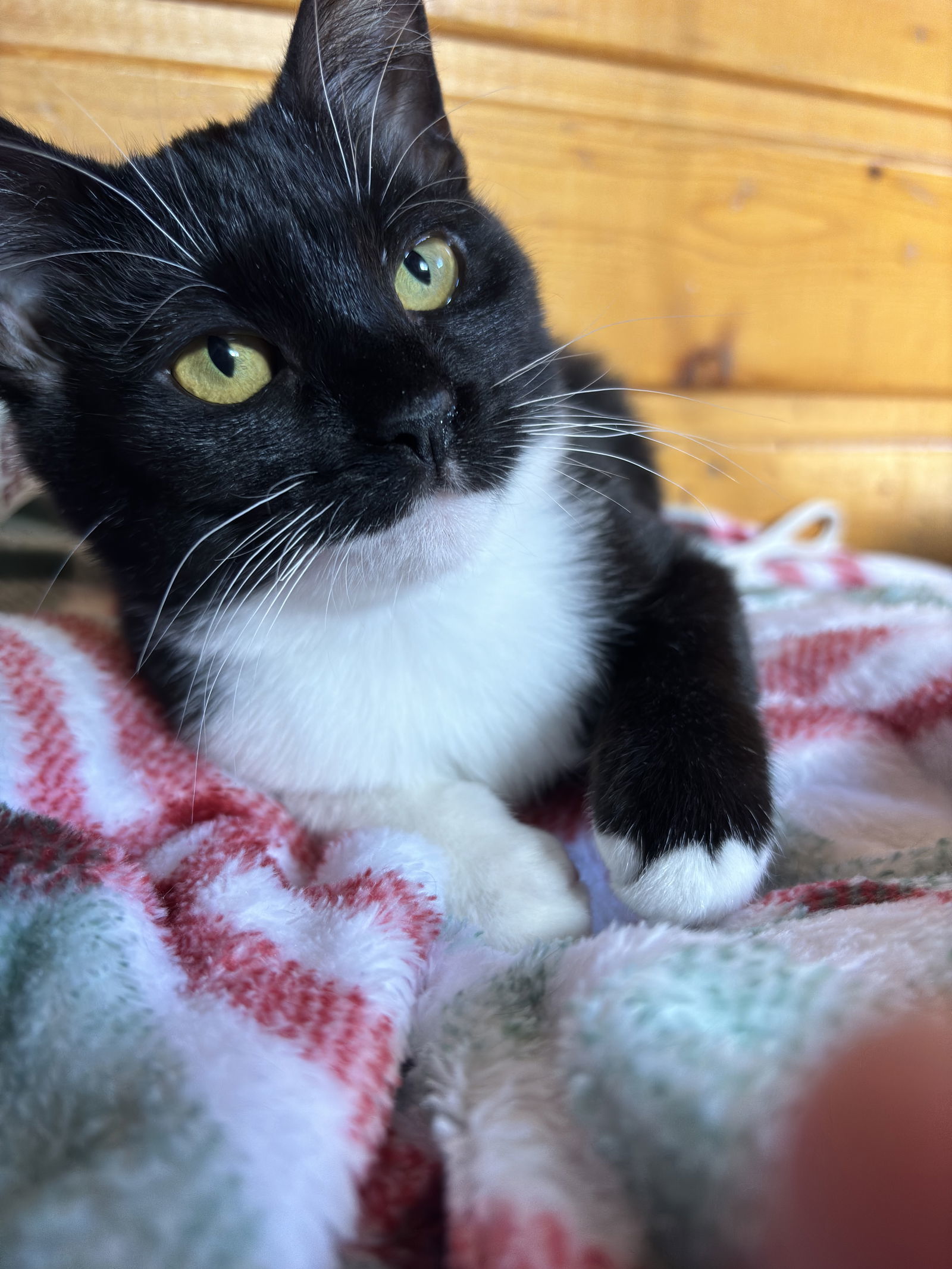 Harp, an adoptable Domestic Short Hair in Laramie, WY, 82073 | Photo Image 3