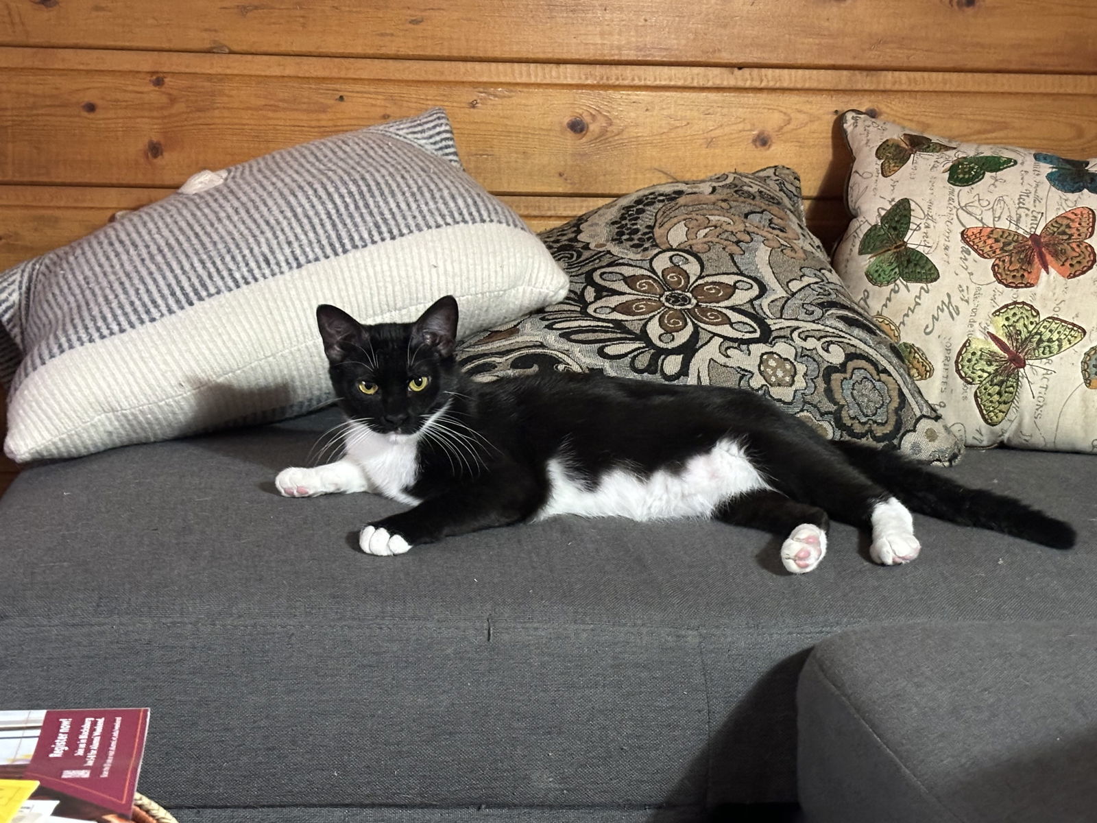 Harp, an adoptable Domestic Short Hair in Laramie, WY, 82073 | Photo Image 3