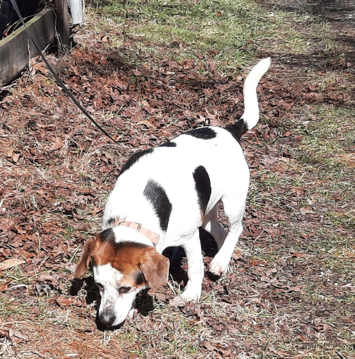 Bailey