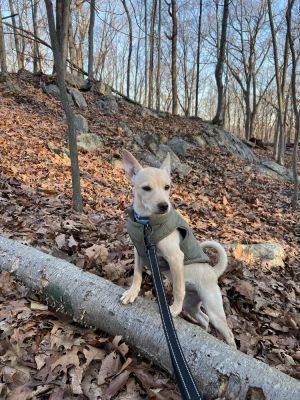 Steve - 3 months  11 lbs as of 213 SpanielTerrier Mix Neutered Expected full grown size 25lbs