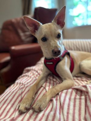 Steve - 3 months  11 lbs as of 213 SpanielTerrier Mix Neutered Expected full grown size 25lbs