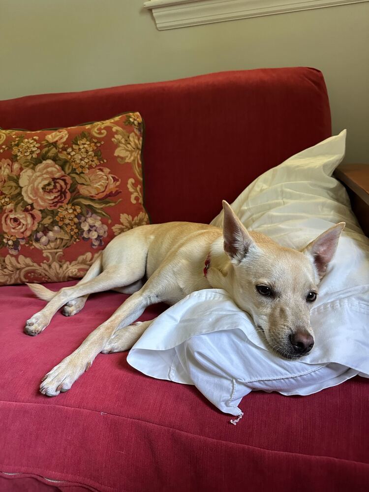 Steve, an adoptable Terrier, Spaniel in Manhattan, NY, 10009 | Photo Image 1