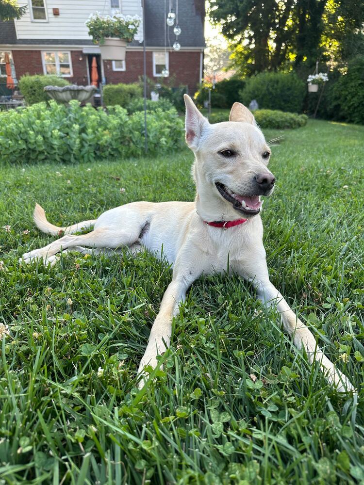 Steve, an adoptable Terrier, Spaniel in Manhattan, NY, 10009 | Photo Image 2