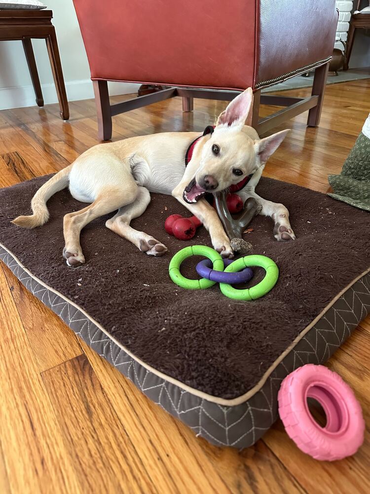 Steve, an adoptable Terrier, Spaniel in Manhattan, NY, 10009 | Photo Image 3