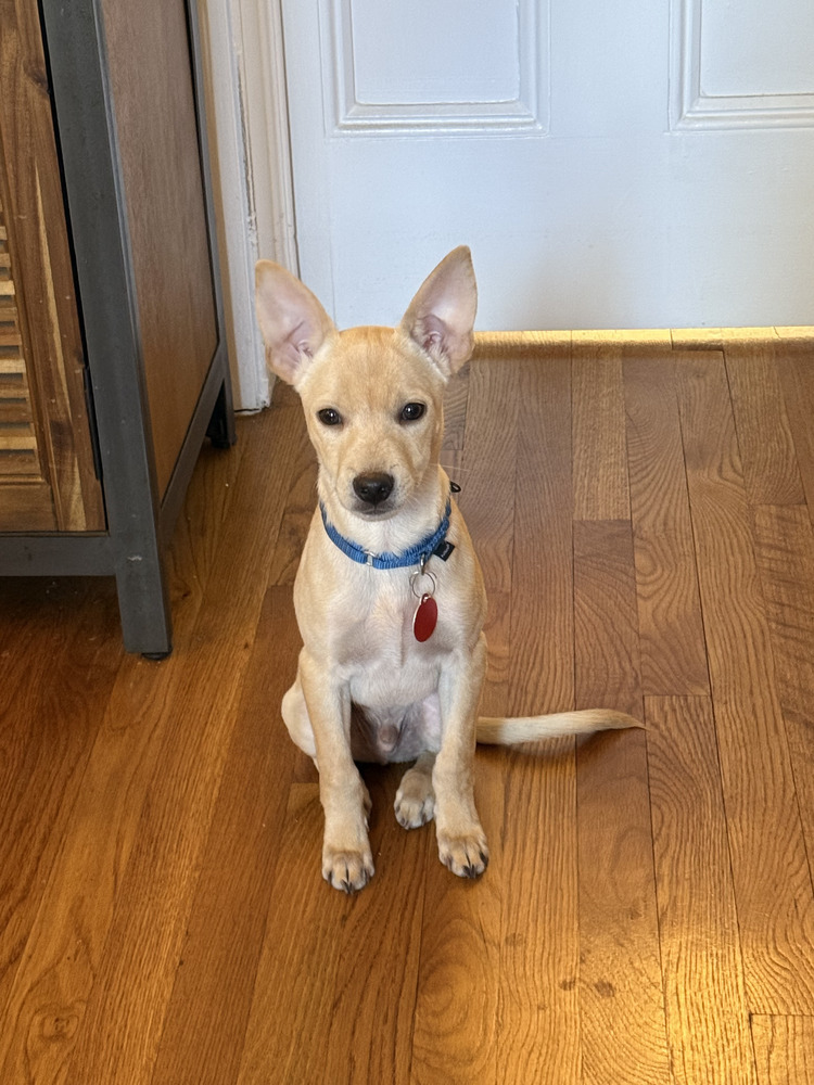 Steve, an adoptable Terrier, Spaniel in Manhattan, NY, 10009 | Photo Image 4