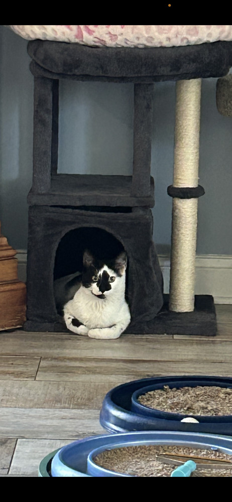 Jaxson De Ville