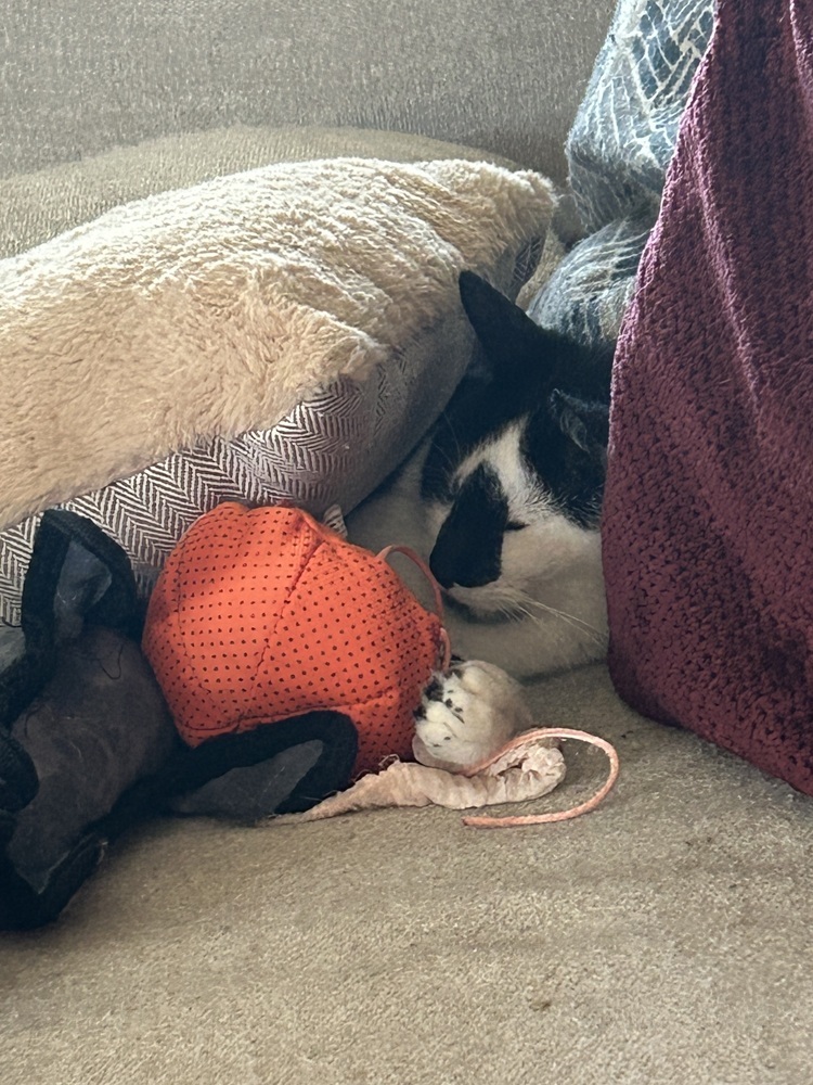 Jaxson De Ville