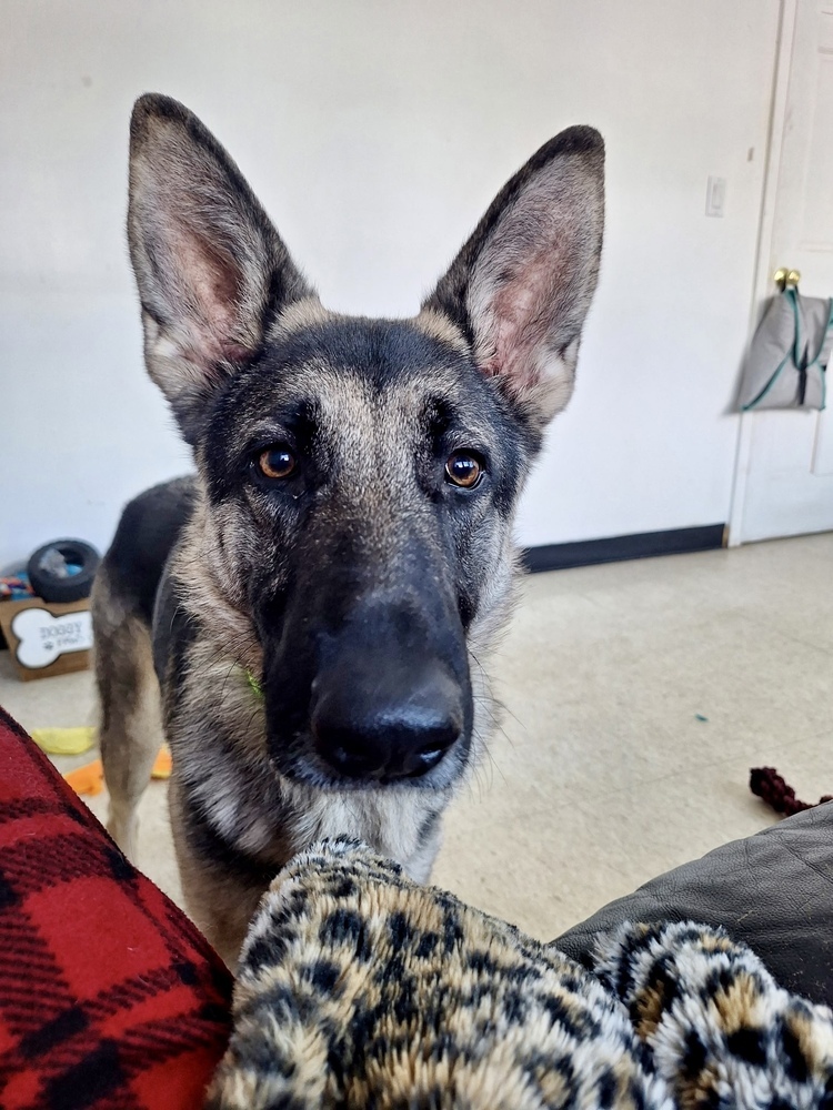 Piper (Shepherd)