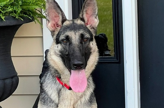 Piper (Shepherd)