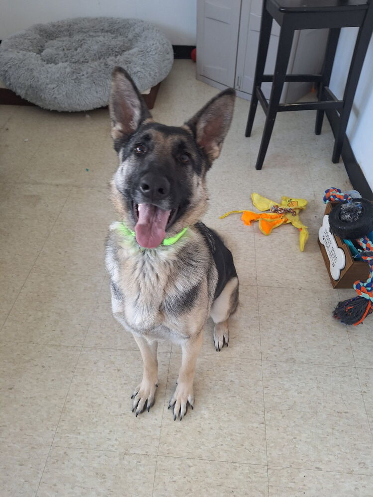 Piper (Shepherd)