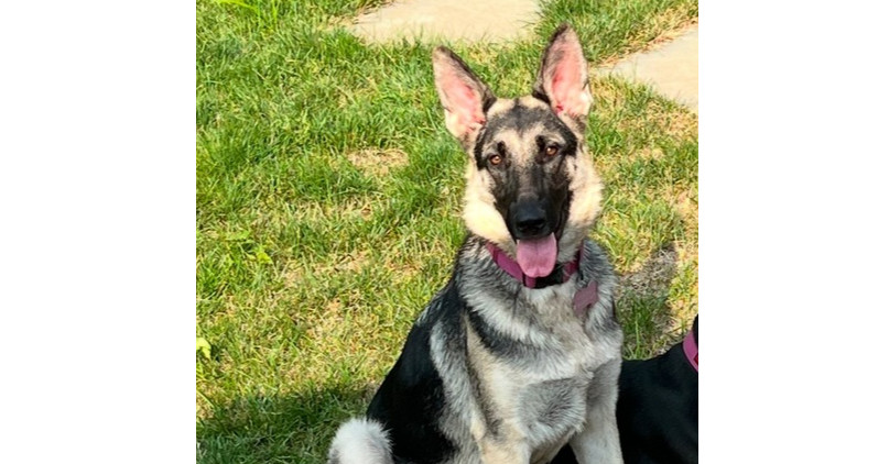 Piper (Shepherd)