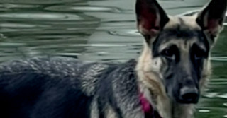 Piper (Shepherd)