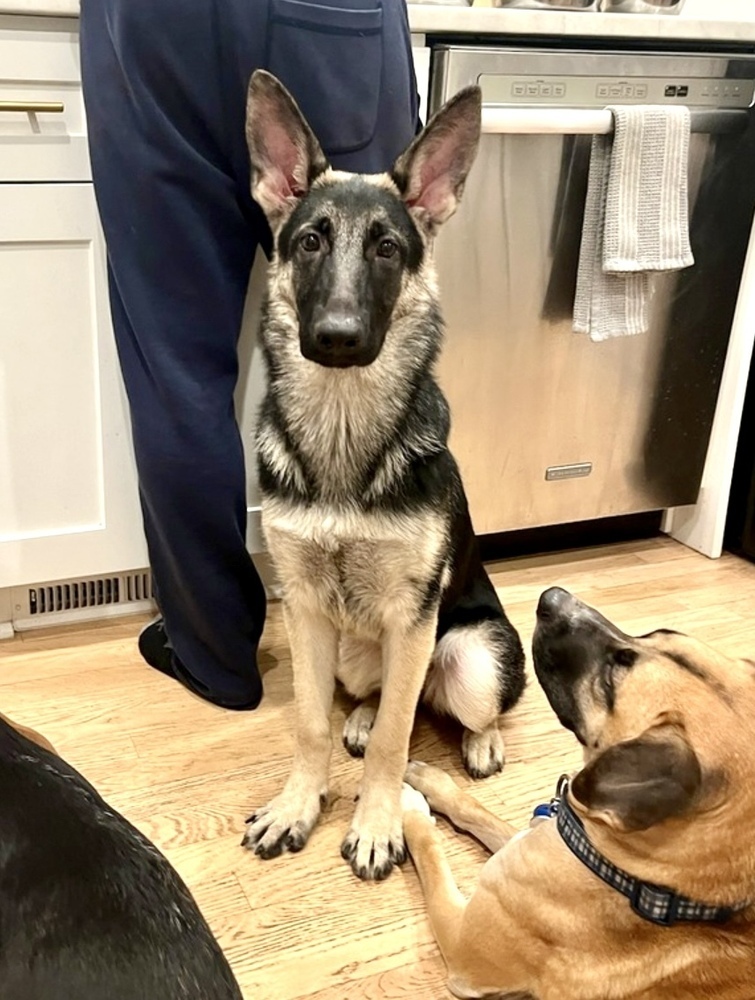 Piper (Shepherd)