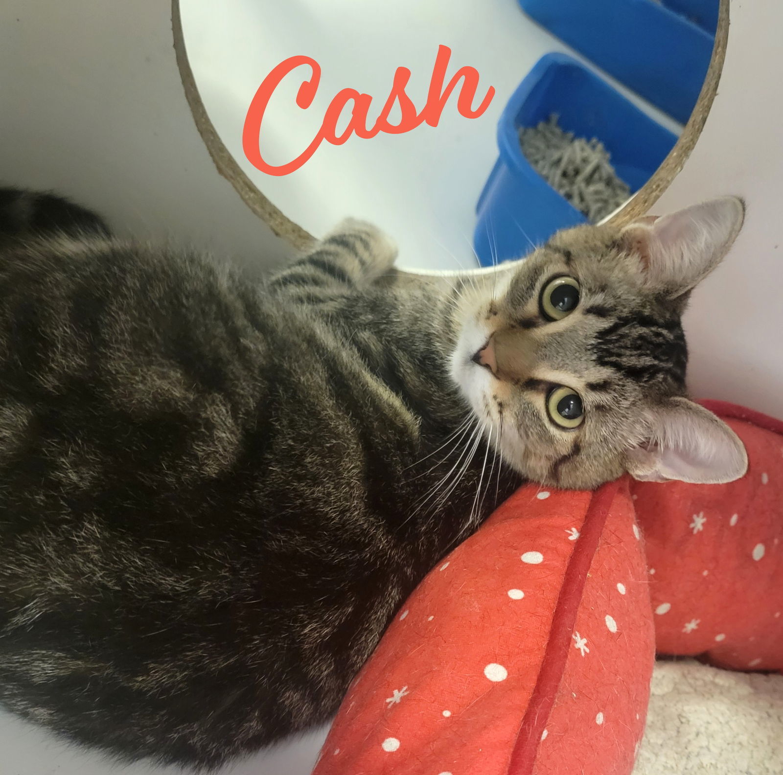 Cash #couch-potato