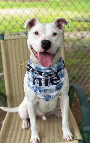 Gumbo, Young Male Pit Bull Terrier