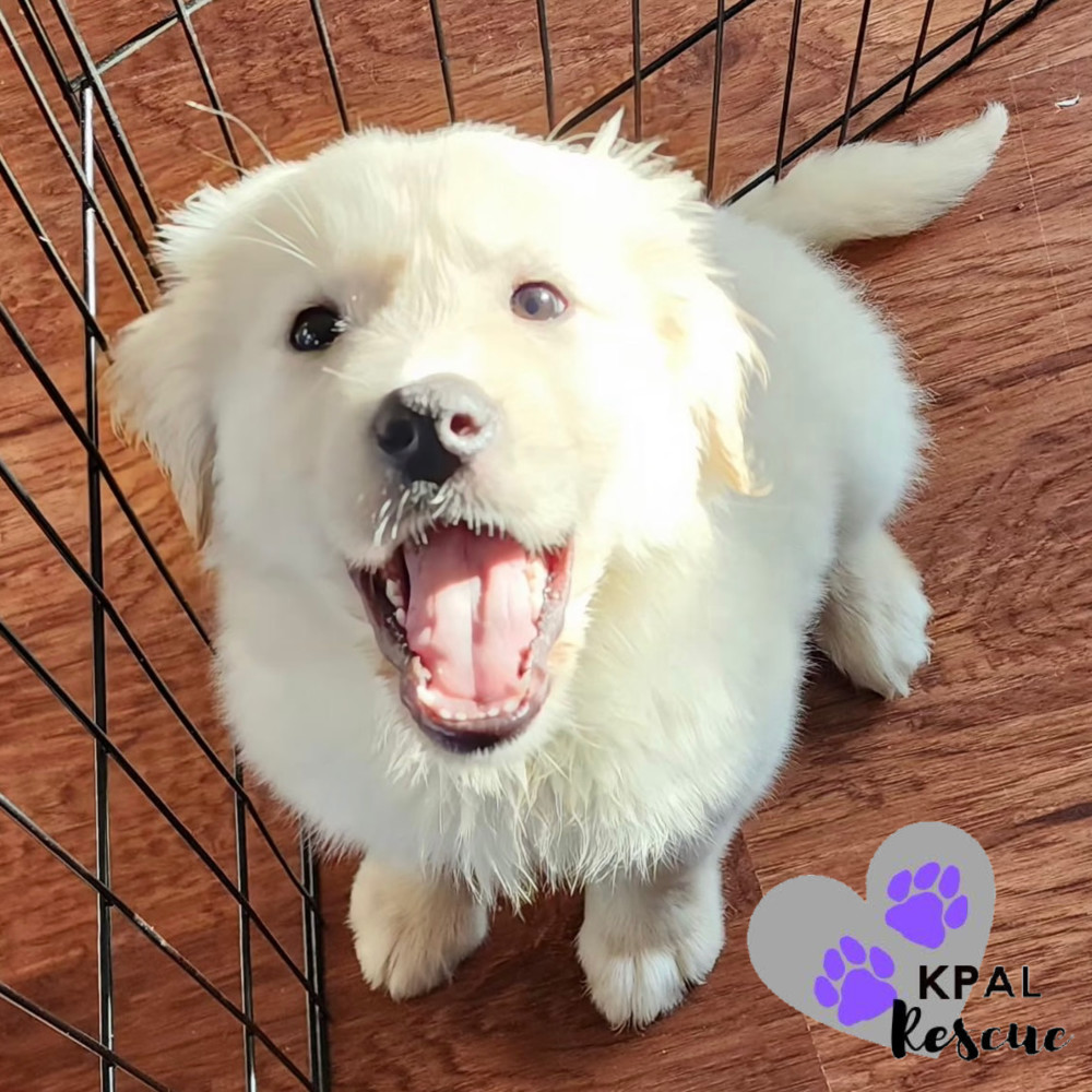 Rhaenyra - Magnificent Seven, an adoptable Golden Retriever, Labrador Retriever in Kenai, AK, 99611 | Photo Image 1