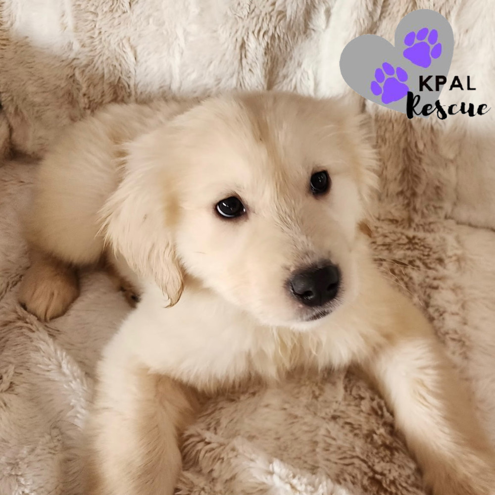 Rhaenyra - Magnificent Seven, an adoptable Golden Retriever, Labrador Retriever in Kenai, AK, 99611 | Photo Image 3