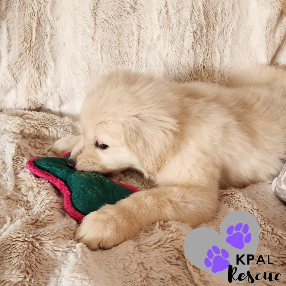 Rhaenyra - Magnificent Seven, an adoptable Golden Retriever, Labrador Retriever in Kenai, AK, 99611 | Photo Image 4