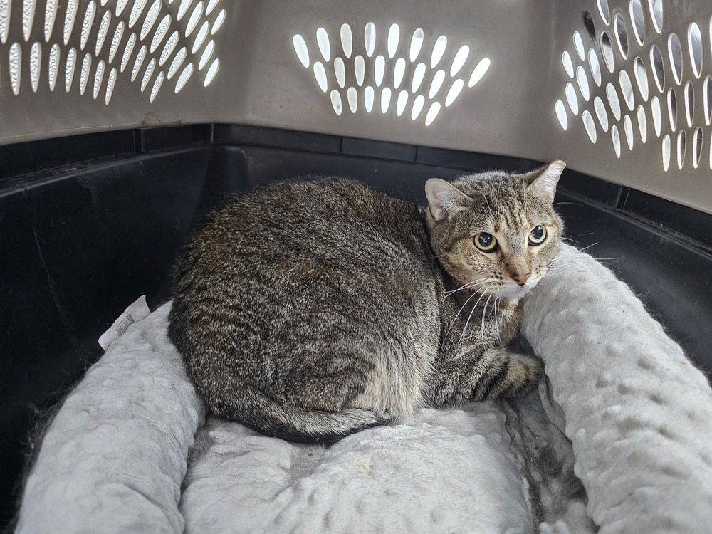 Kiwi, an adoptable Domestic Short Hair in Bossier City, LA, 71111 | Photo Image 1