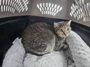Kiwi, Baby Female Domestic Short Hair