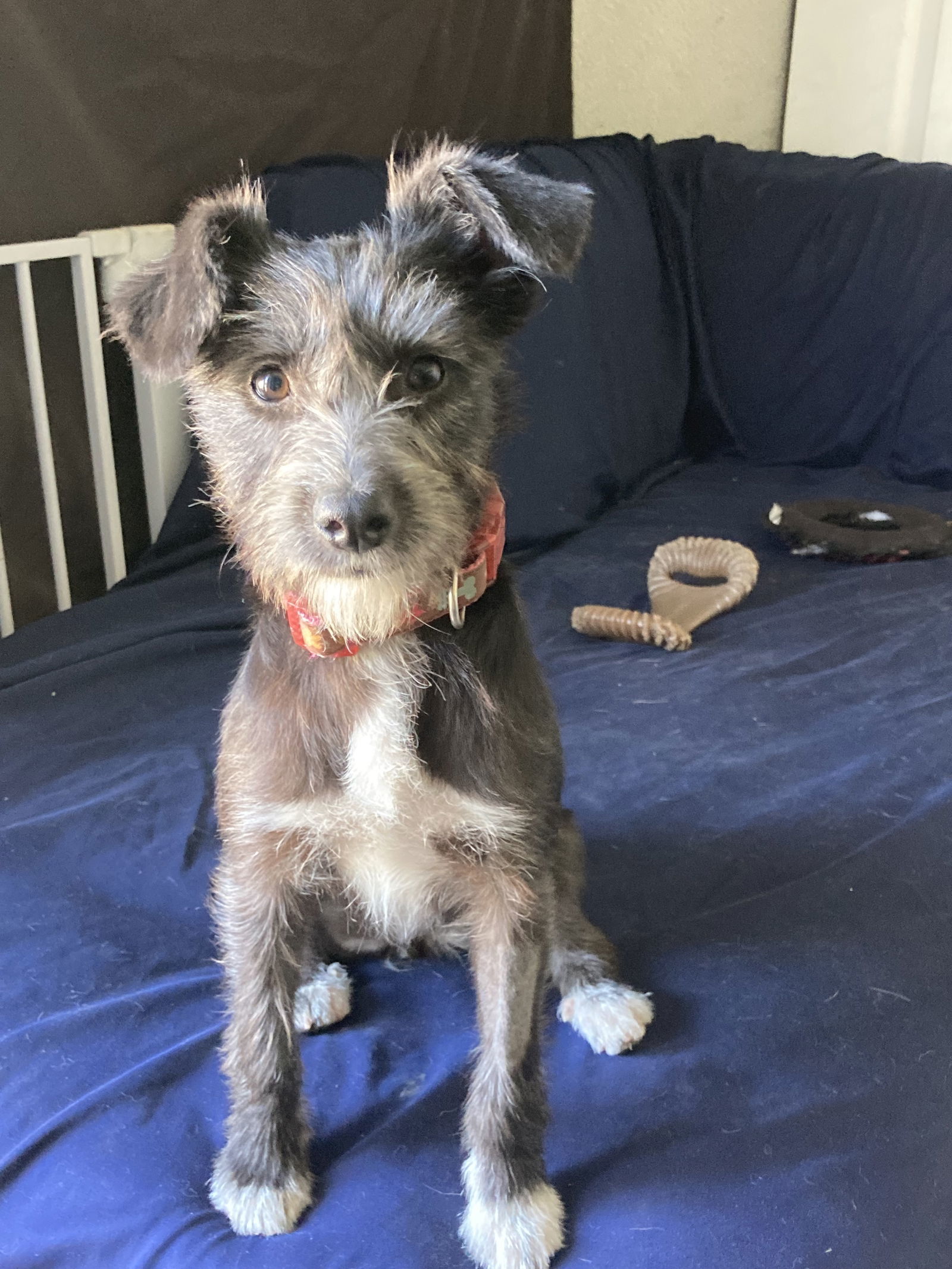 Pollita, an adoptable Schnauzer, Chihuahua in San Diego, CA, 92171 | Photo Image 2