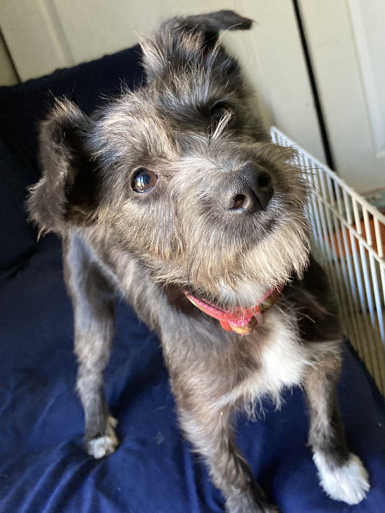 Pollita, an adoptable Schnauzer, Chihuahua in San Diego, CA, 92171 | Photo Image 3