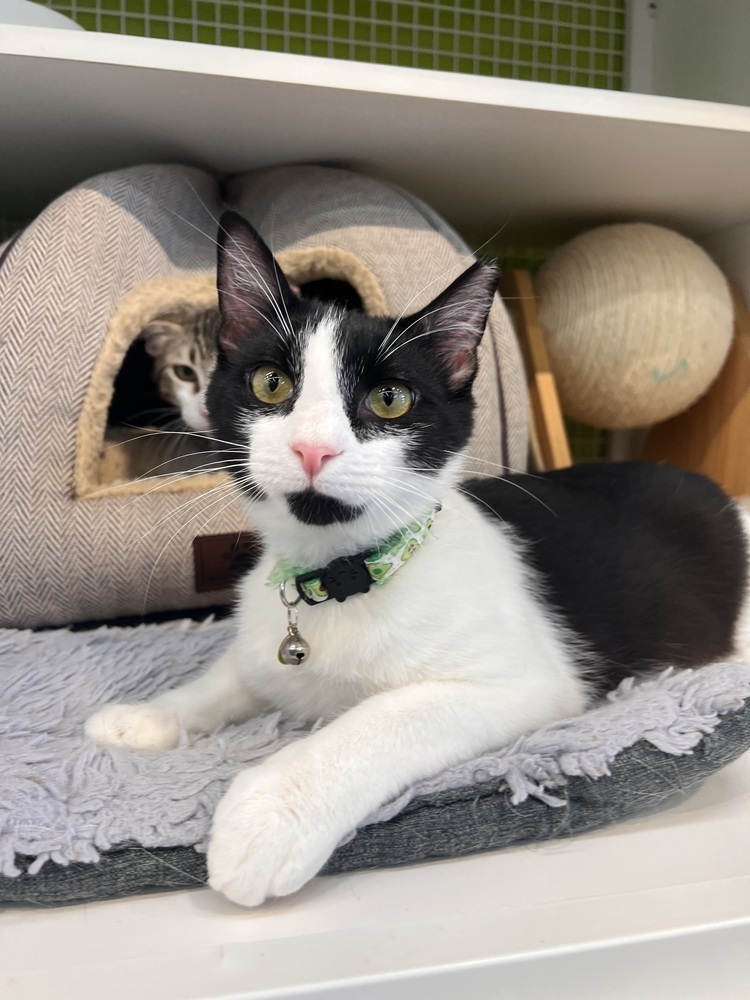 Bond (Flash and Bond), an adoptable Domestic Short Hair in Blanchard, OK, 73010 | Photo Image 1