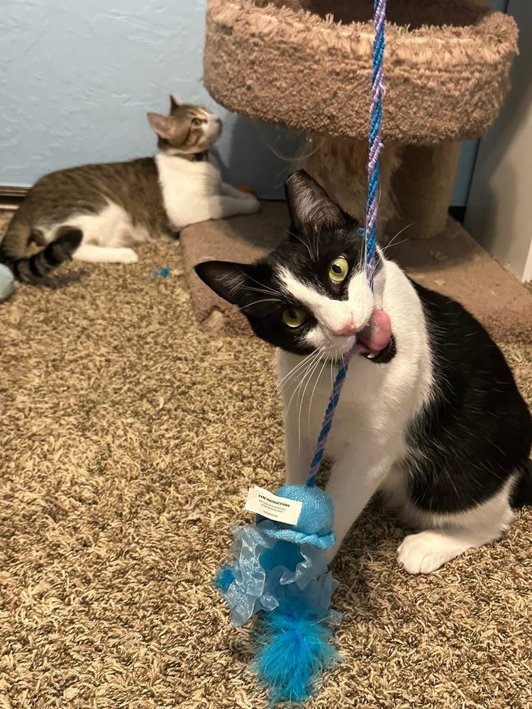 Bond (Flash and Bond), an adoptable Domestic Short Hair in Blanchard, OK, 73010 | Photo Image 1