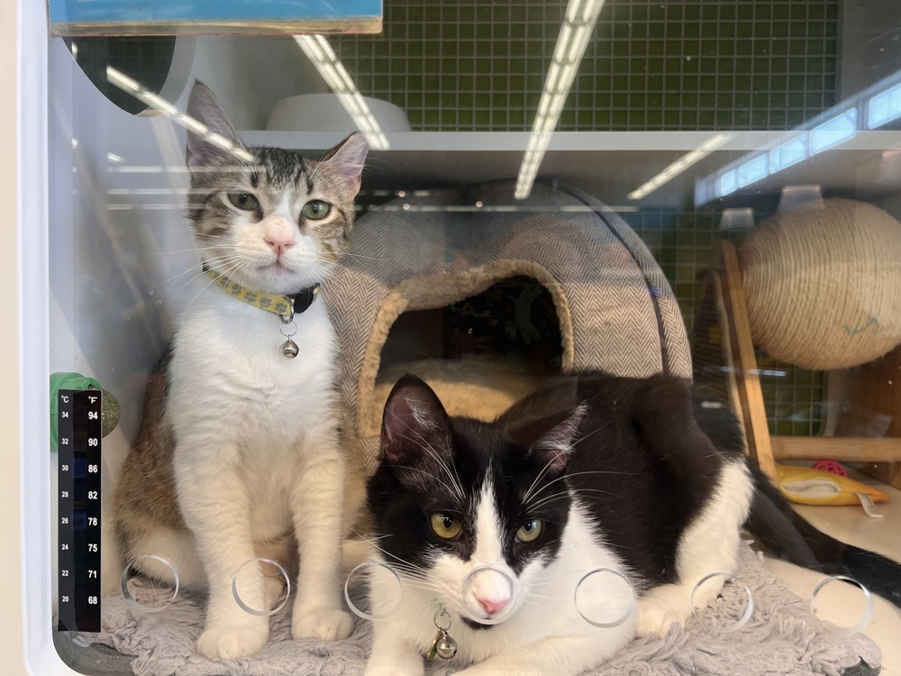 Bond (Flash and Bond), an adoptable Domestic Short Hair in Blanchard, OK, 73010 | Photo Image 2