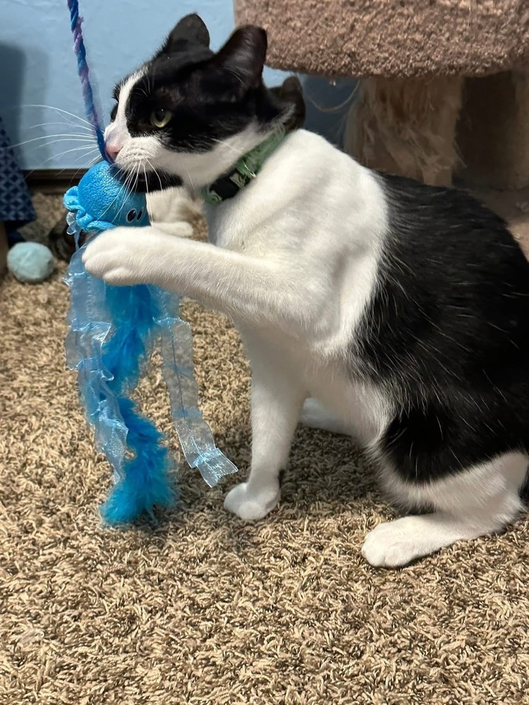 Bond (Flash and Bond), an adoptable Domestic Short Hair in Blanchard, OK, 73010 | Photo Image 2