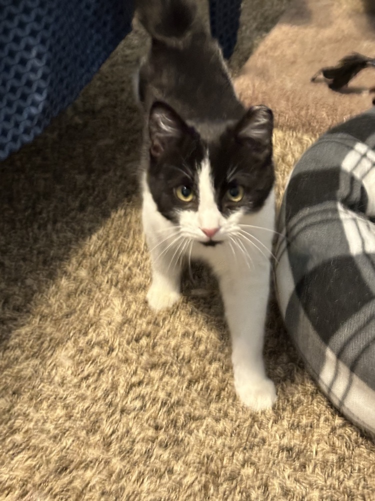 Bond (Flash and Bond), an adoptable Domestic Short Hair in Blanchard, OK, 73010 | Photo Image 3