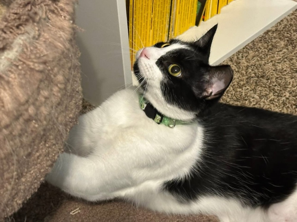 Bond (Flash and Bond), an adoptable Domestic Short Hair in Blanchard, OK, 73010 | Photo Image 3