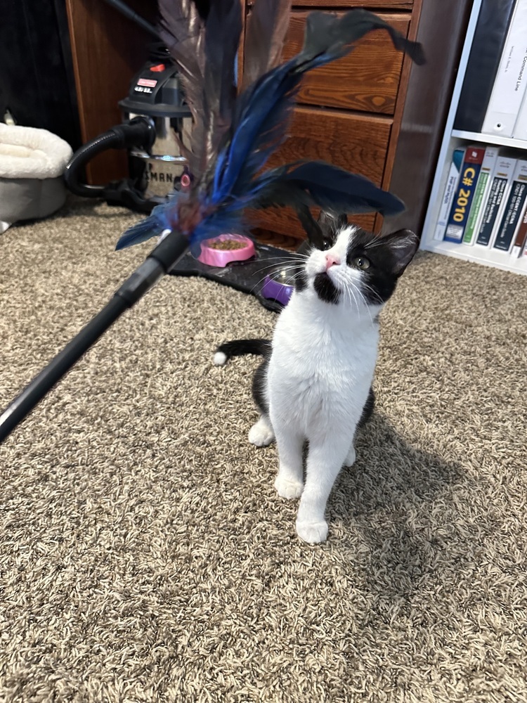 Bond (Flash and Bond), an adoptable Domestic Short Hair in Blanchard, OK, 73010 | Photo Image 4