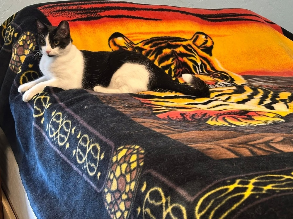 Bond (Flash and Bond), an adoptable Domestic Short Hair in Blanchard, OK, 73010 | Photo Image 5