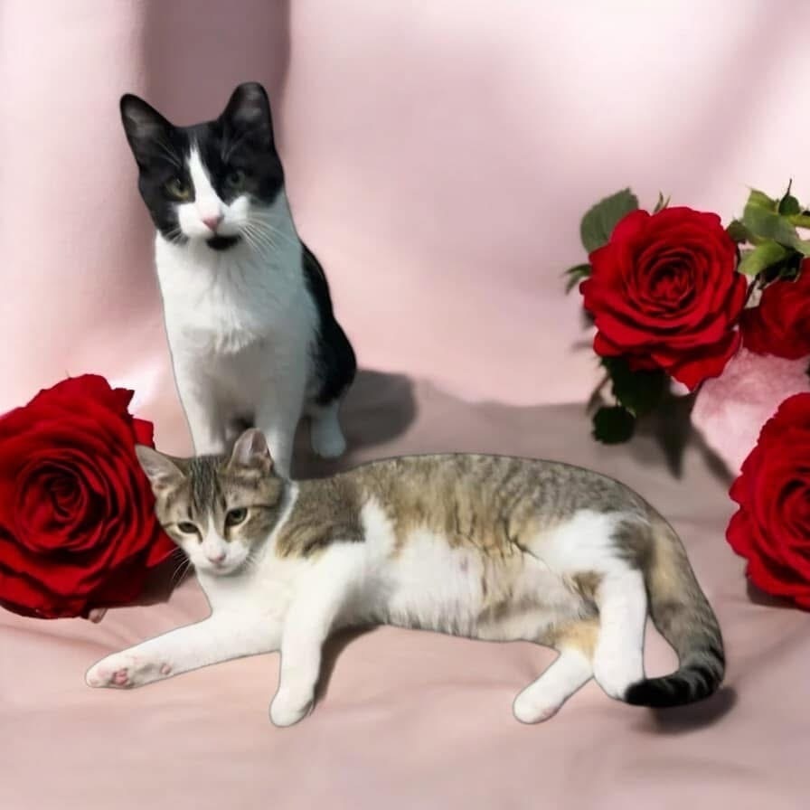 Bond (Flash and Bond)