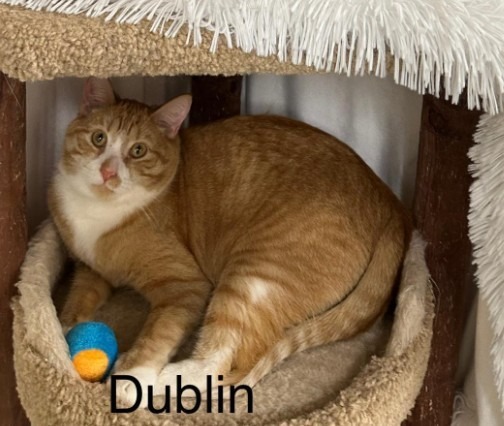 Dublin