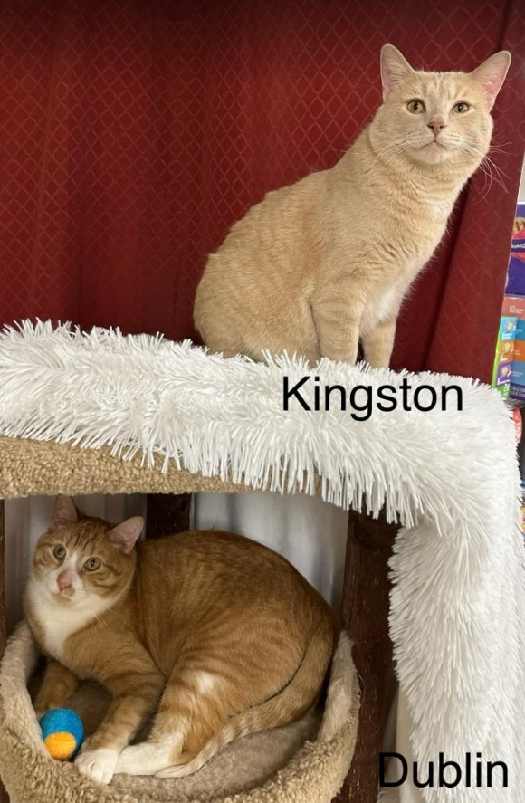 Kingston