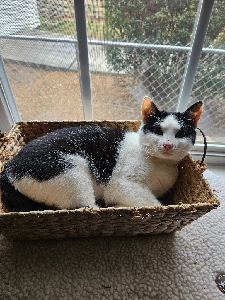 Patches