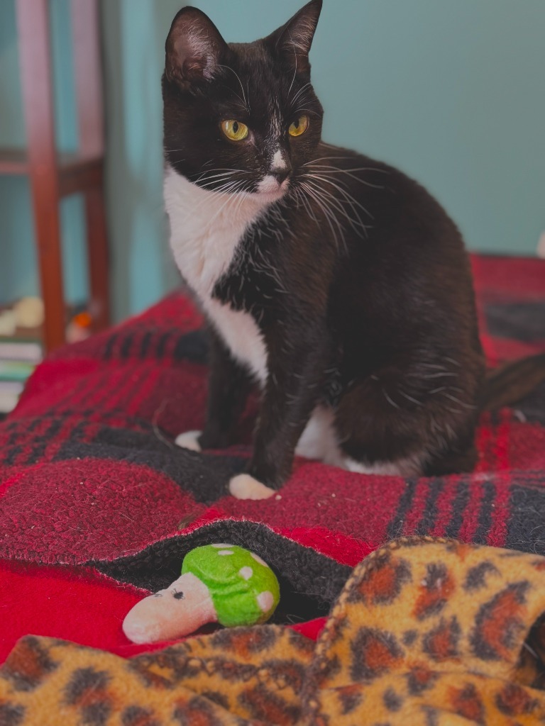 Maze, an adoptable Domestic Short Hair in Shell Lake, WI, 54871 | Photo Image 1