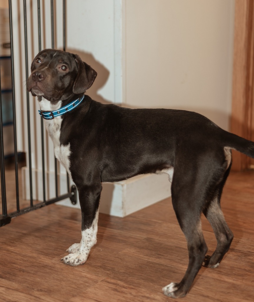 Scooby, an adoptable Cane Corso, Pit Bull Terrier in Elbow Lake, MN, 56531 | Photo Image 1
