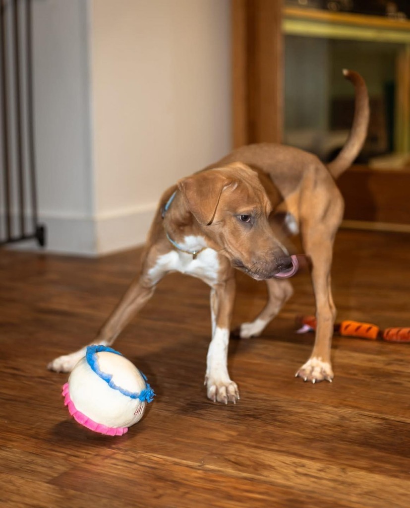 Scrappy, an adoptable Cane Corso, Pit Bull Terrier in Elbow Lake, MN, 56531 | Photo Image 1