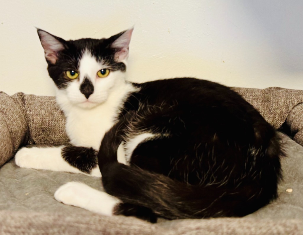 Rudi, an adoptable Domestic Short Hair in Palmer, AK, 99645 | Photo Image 1