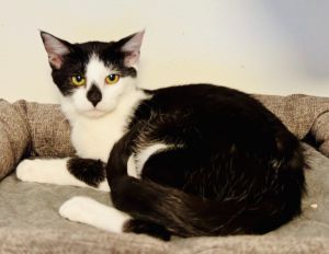 Rudi, Young Female unknown