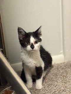 Rudi, an adoptable Domestic Short Hair in Palmer, AK, 99645 | Photo Image 2