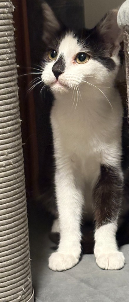 Rudi, an adoptable Domestic Short Hair in Palmer, AK, 99645 | Photo Image 3
