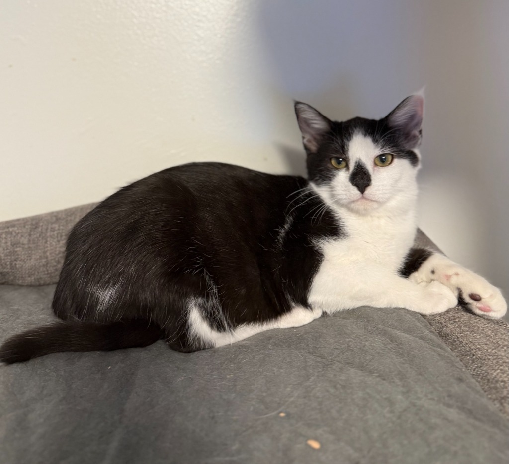 Rudi, an adoptable Domestic Short Hair in Palmer, AK, 99645 | Photo Image 4