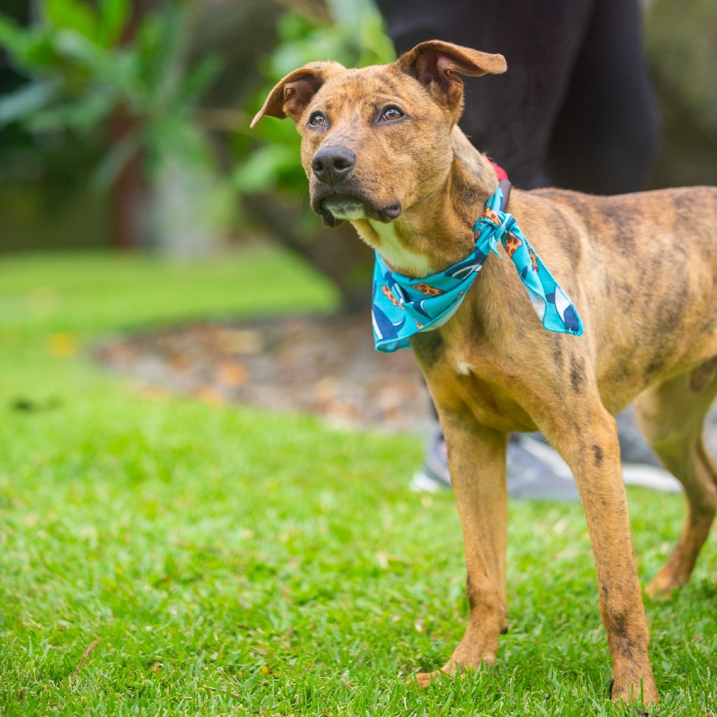 Chicken Nugget, an adoptable Mixed Breed in Kailua Kona, HI, 96740 | Photo Image 2