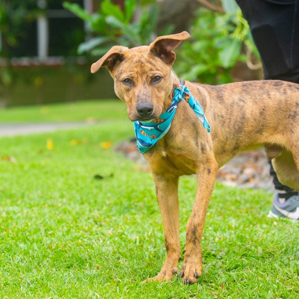 Chicken Nugget, an adoptable Mixed Breed in Kailua Kona, HI, 96740 | Photo Image 3
