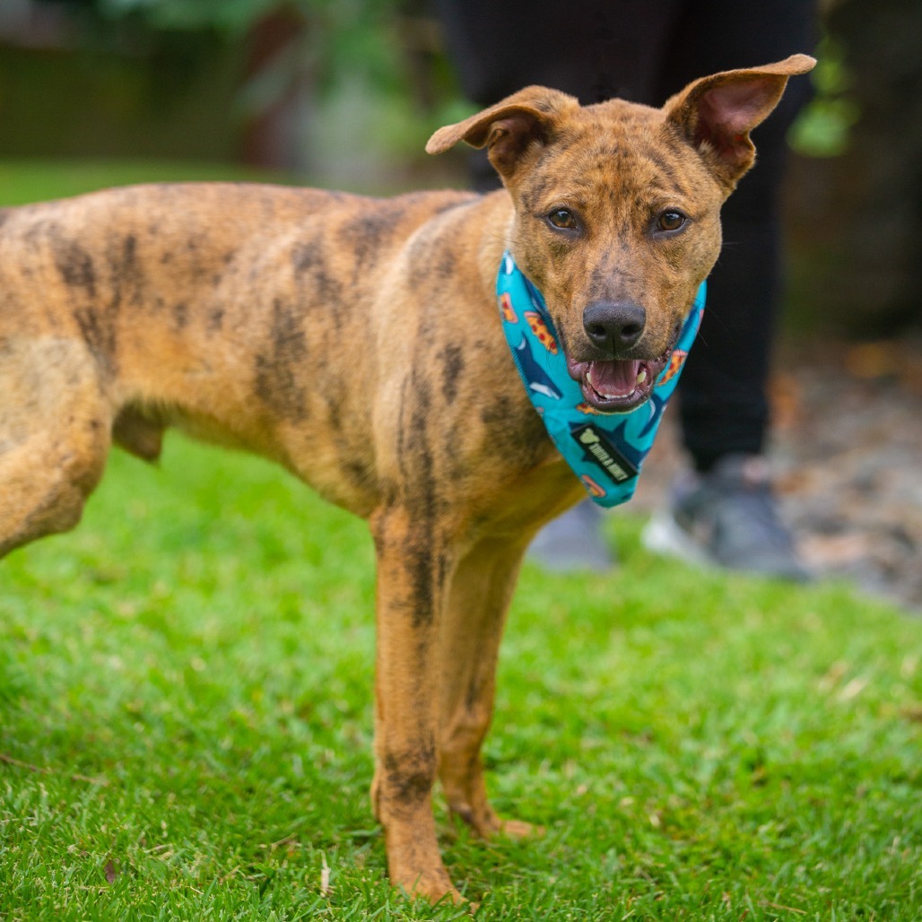 Chicken Nugget, an adoptable Mixed Breed in Kailua Kona, HI, 96740 | Photo Image 3